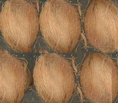 FRESH COCONUTS