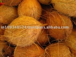 High Quality Fresh Coconut