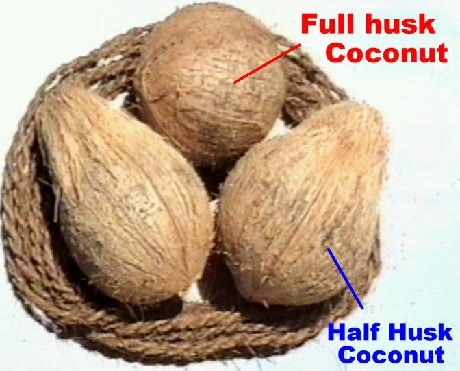 Coconut without husk (with tuft only) products,Sri Lanka Coconut ...