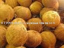 fresh coconut fruits
