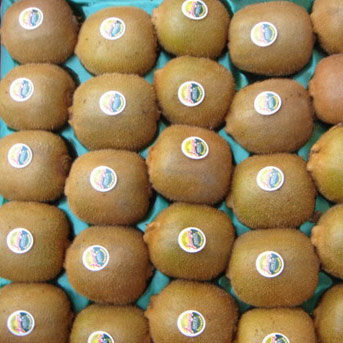 Hayward Kiwi