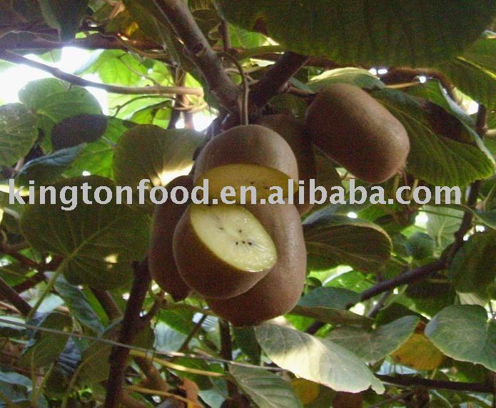  Fresh   Kiwifruit 