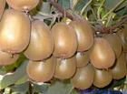 fresh kiwi fruit  rich Nutritional