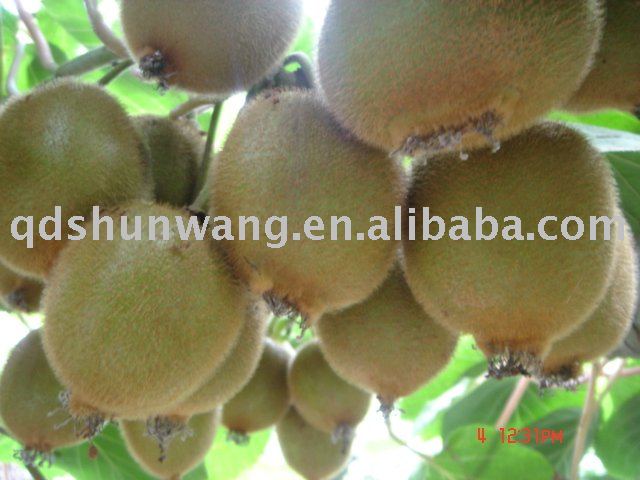 FRESH QINMEI KIWIFRUIT
