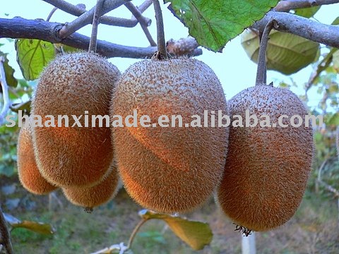 Hayward fresh kiwi fruit