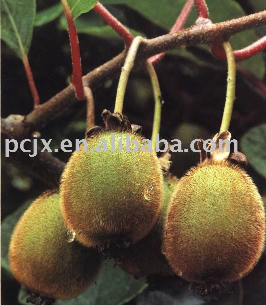 Kiwi fruit