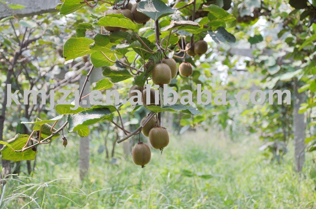 Fresh hayward kiwi