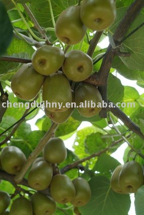 fresh kiwi fruit