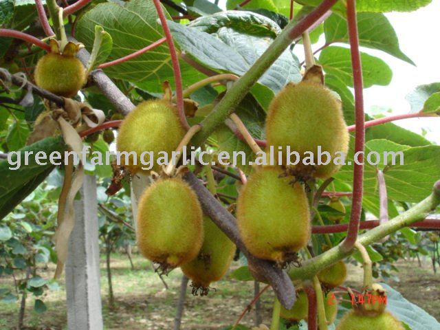 kiwi