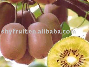 huayou kiwi fruit/golden flesh kiwi fruit