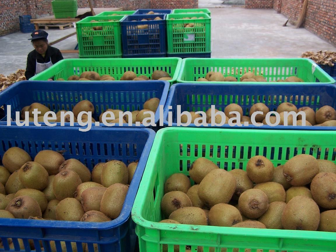 2009 new crop of kiwi fruit