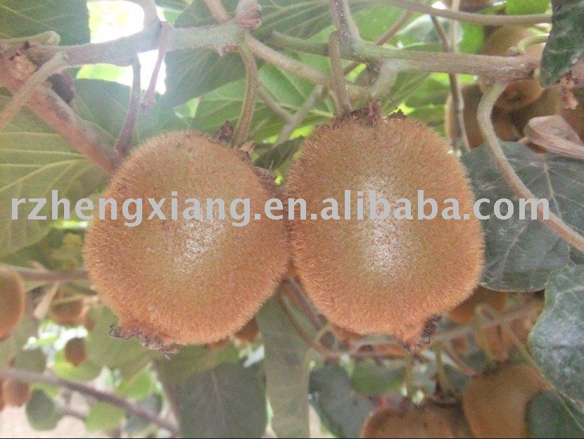 FRESH KIWI FRUIT