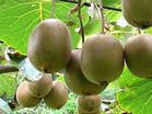 kiwi fruit