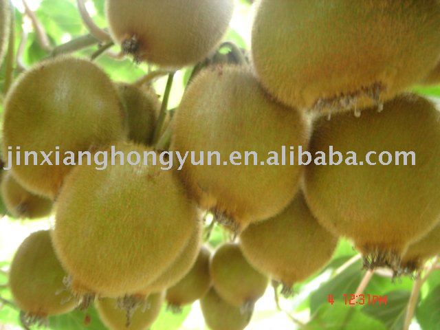 qinmei kiwi