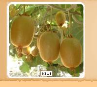 kiwi fruit