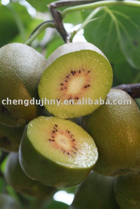 Hongyang kiwi fruit