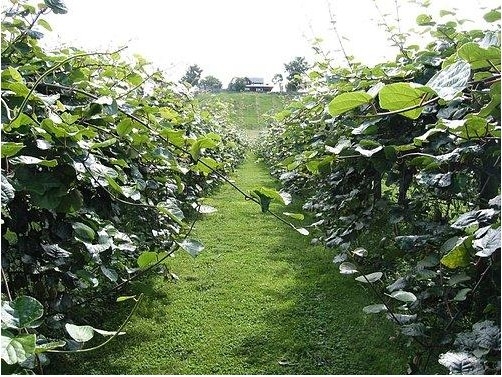 ~~@@ !!!   kiwi fruit garden!!! kiwi fruit from China. exporting kiwi fruit .