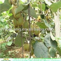 fresh green  hayward   kiwi   fruit 