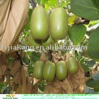 fresh green  organic   kiwi  fruit