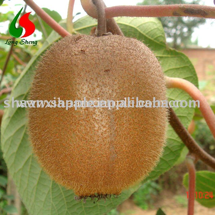 supply Shaanxi Kiwi fruit