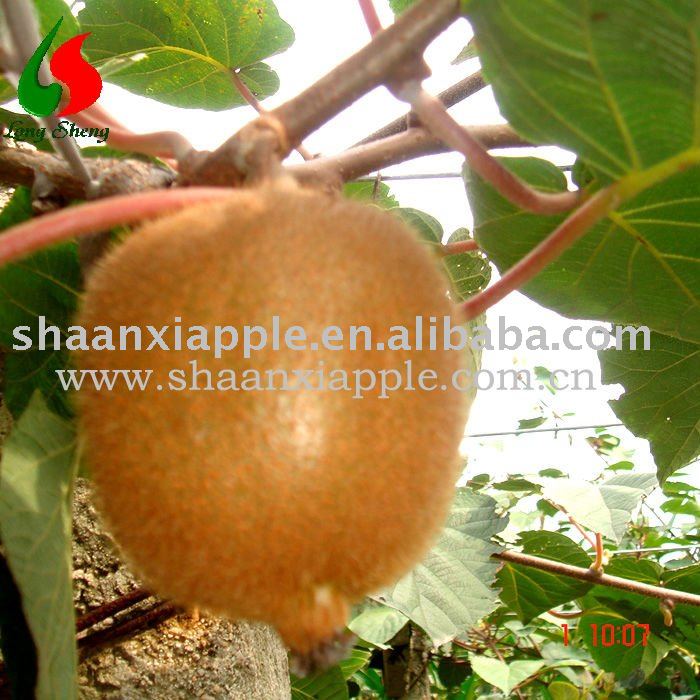 Fresh Kiwi fruit