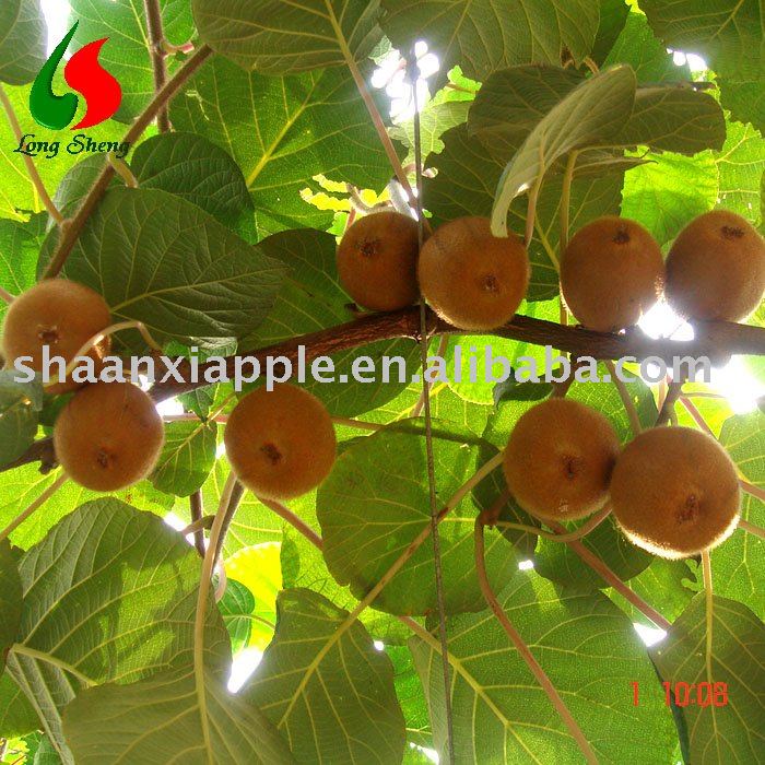 fresh hayward Kiwi fruit