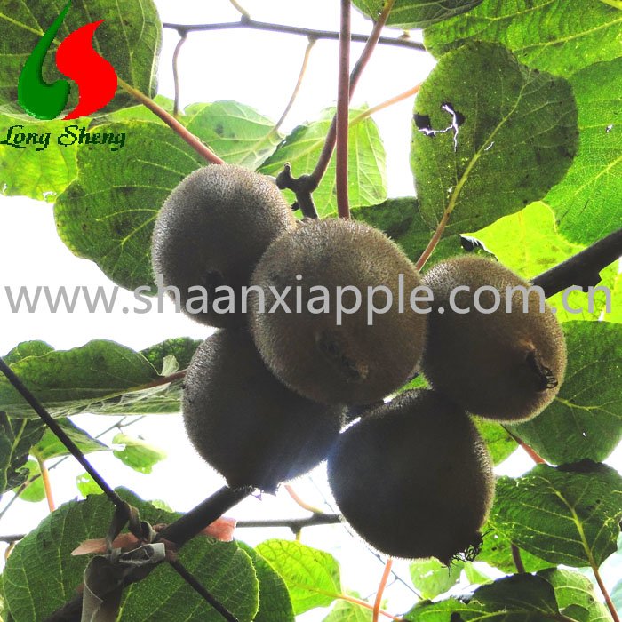 delicious  fresh  hayward    kiwi 