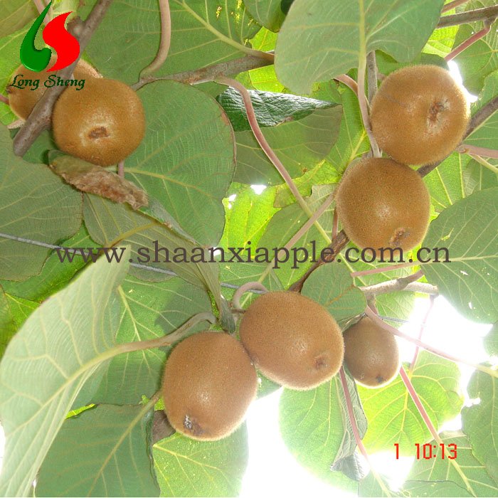 Hayward Kiwi fruit