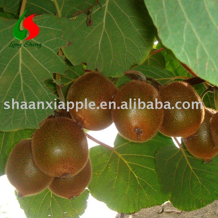 chinese delicious Kiwi fruit