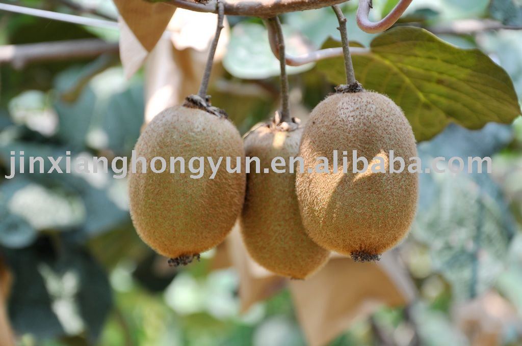 Fresh Kiwi Fruit