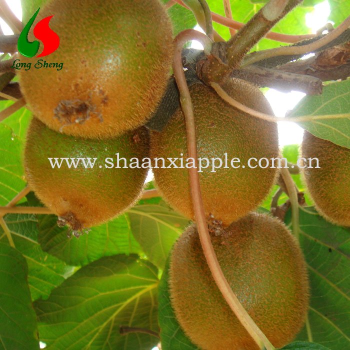 delicious   kiwi 