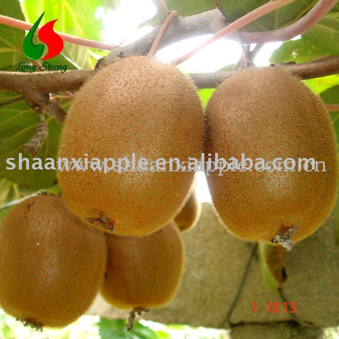 supply delicious kiwi