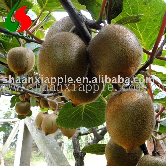 2010 new hayward  kiwi fruit