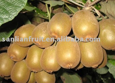 kiwi fruit.