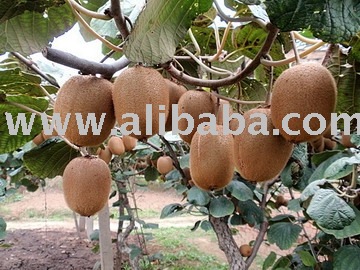 `!(SuperDeals)HOTEST food -kiwifruit,kiwi-fruit,frozen kiwi for the natural foods come from the Shaa