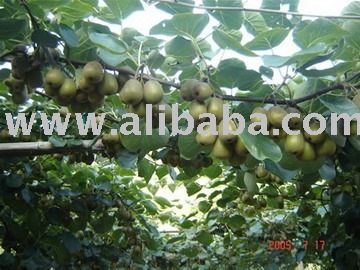 !(SuperDeals)sell Hardy Kiwi (Actinidia arguta, A. kolomikta), Chinese Egg Gooseberry (A. coriacea),
