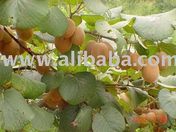!(Super Deals)Sell kiwifruit,kiwi-fruit, top quality,natural  planting and management for buying wit