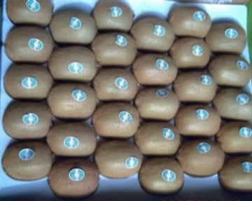 ~! golden flesh  kiwi fruit from China