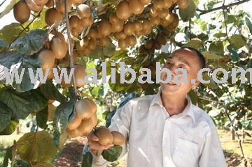 !!!(SuperDeals)kiwifruit,kiwi-fruit,frozen kiwi for the natural foods come from the Shaanxi province
