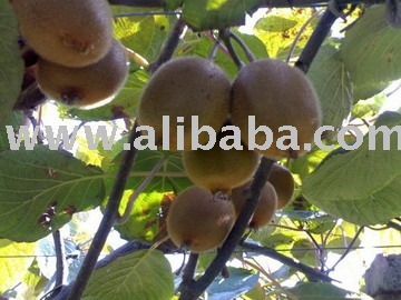 growing kiwi fruit Hong Kong qinmei kiwifruit price supplier 21food