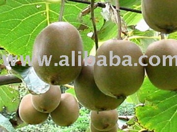 !(Super Deals)Sell kiwifruit,kiwi-fruit, top quality,natural  planting and management for the growin