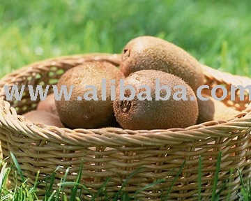 `!!(SuperDeals)sell Hardy Kiwi (Actinidia arguta, A. kolomikta), Chinese Egg Gooseberry (A. coriacea