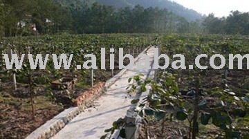 !!!(Super Deals)Sell resh actinidia,farms,kiwi fruit export,agriculture,Hong Yang kiwi fruit, Huayou