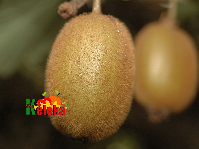 Kiwi fruit