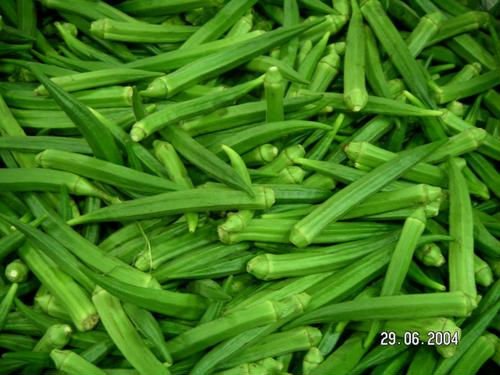 fresh nice okra