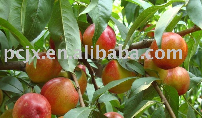 Nectarines