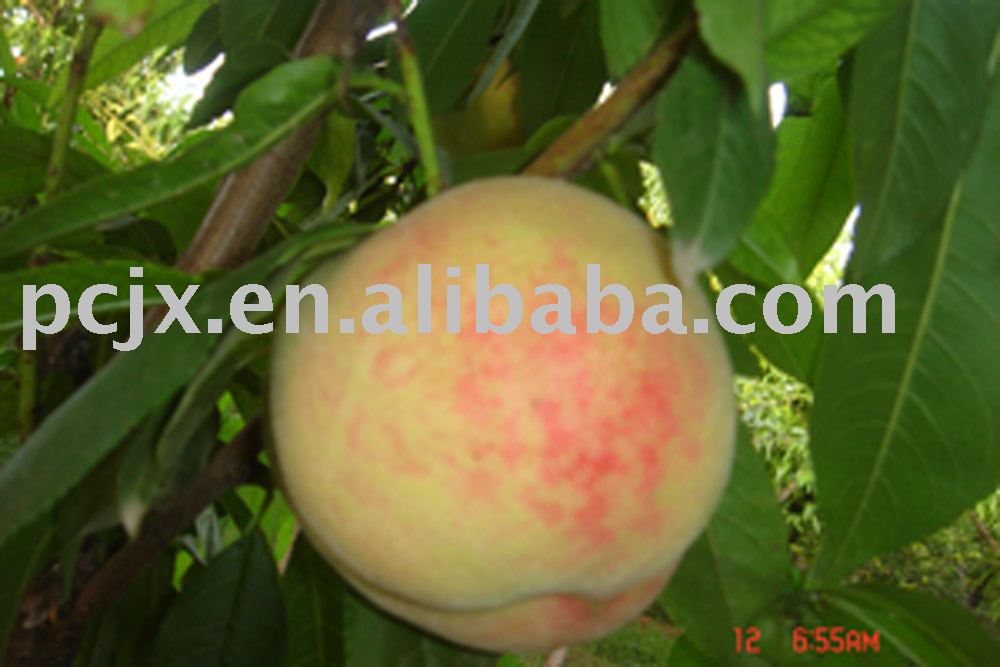 honey peach