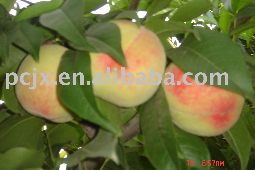 fresh peach