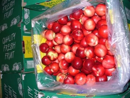 Nectarines