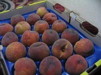 Fresh Peaches For Sale